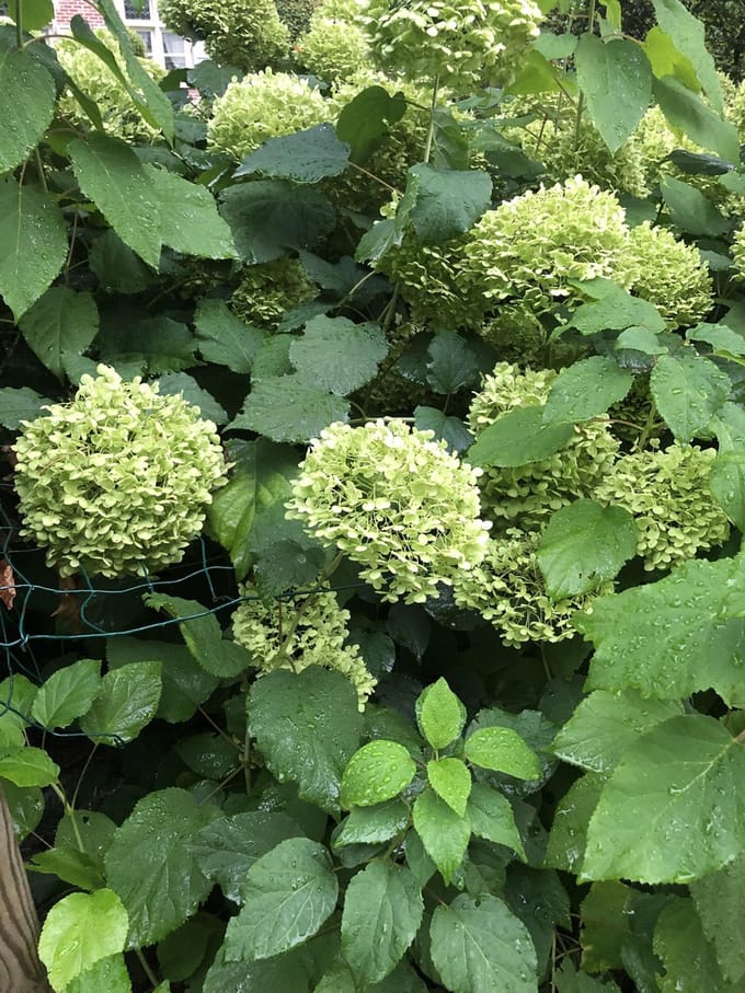 4 x Hydrangea Annabelle - Hortensia in 3 liter pot