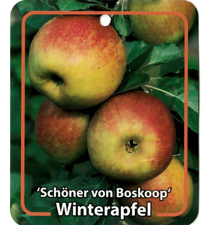 Oosterik home - Malus Domestica Schoner von Boskoop