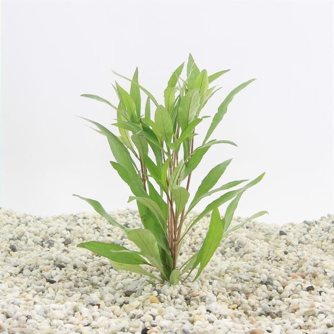Moerings Hygrophila angustifolia in bos met loodje Waterplant