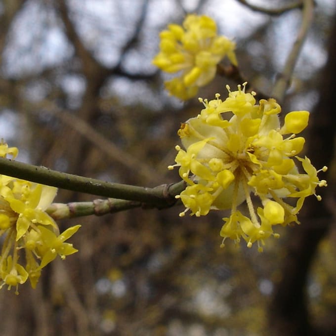 Gele kornoelje - Cornus mas 40-60 cm