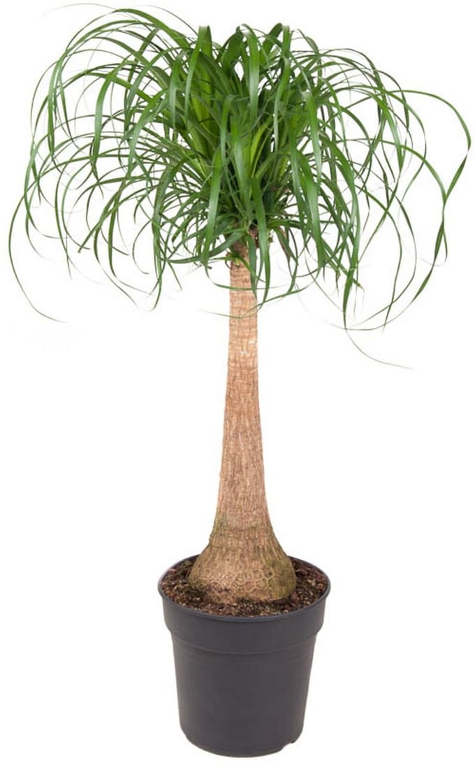 Beaucarnea recurvata (op stam) - Hoogte 120cm - Pot 27cm