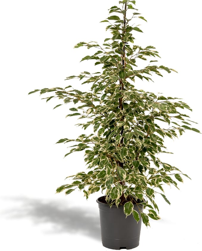 Ficus benjamina Twilight - Ø21cm - 95cm
