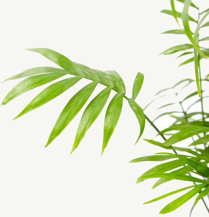 Hydroplant Chamaedorea Elegans