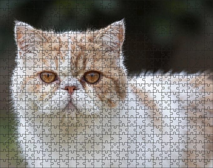 Puzzel Persische Kat | 500 stukjes | Dierenpuzzel | Kattenpuzzel