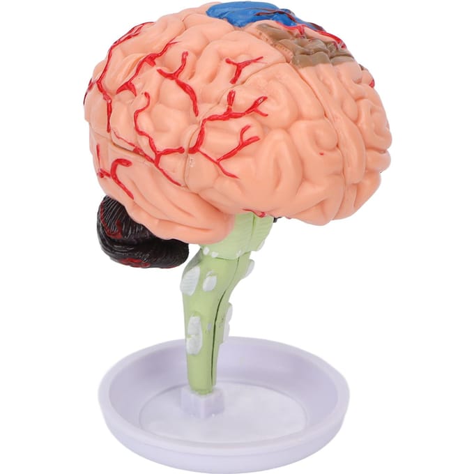 4D Anatomisch Hersenen Gemonteerd Model Duidelijke Structuur Vinyl Simulatie Hersenen Model om te Leren beige