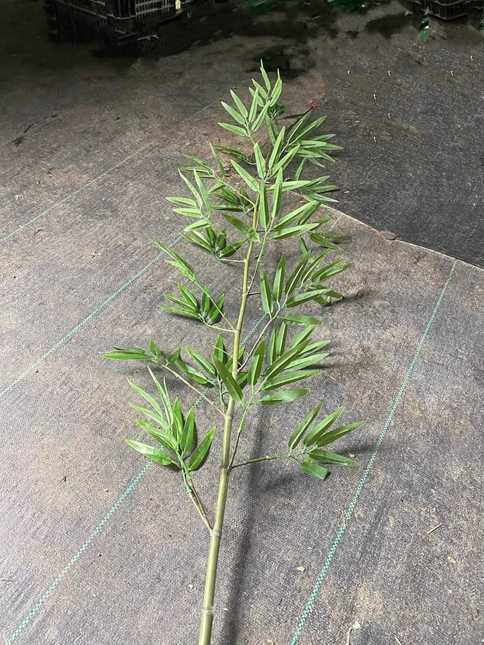 Kunstplant Bamboe - Nepboom - Decoratie Binnen - Weerbestendig - Niet Gespecificeerd - Groen