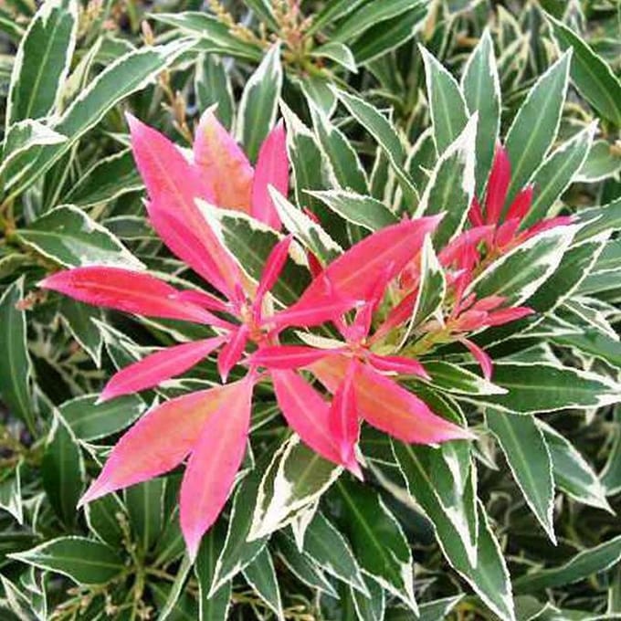 Pieris 'Flaming Silver' - Rotsheide;Lavendelheide 20-30 cm pot
