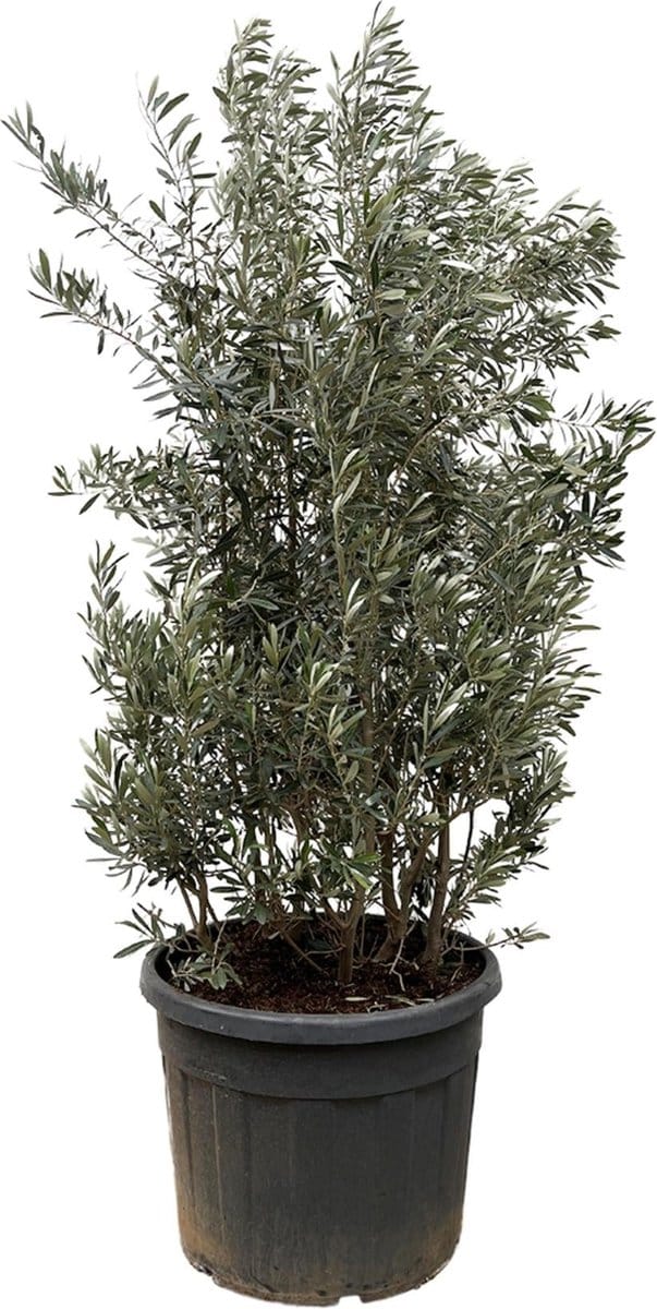Olea Europaea struik - 225cm- Ø50