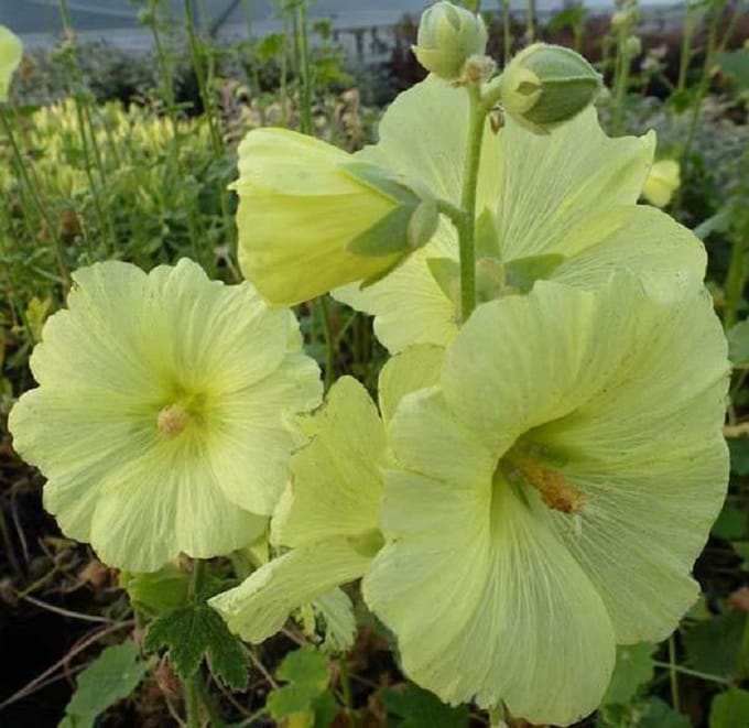 6 x  Alcea rosea 'Aurea' - Stokroos pot 9x9 cm