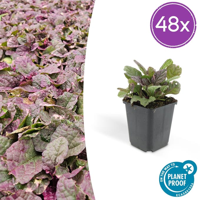 48x kruipend zenegroen Burgundy Glow - Ajuga reptans - 10-25cm - Ø9cm - ideale bodembedekker