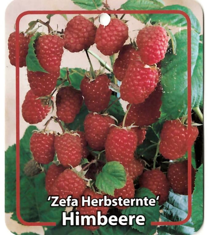 Oosterik home - Rubus Idaeus Zefa Herbsternte