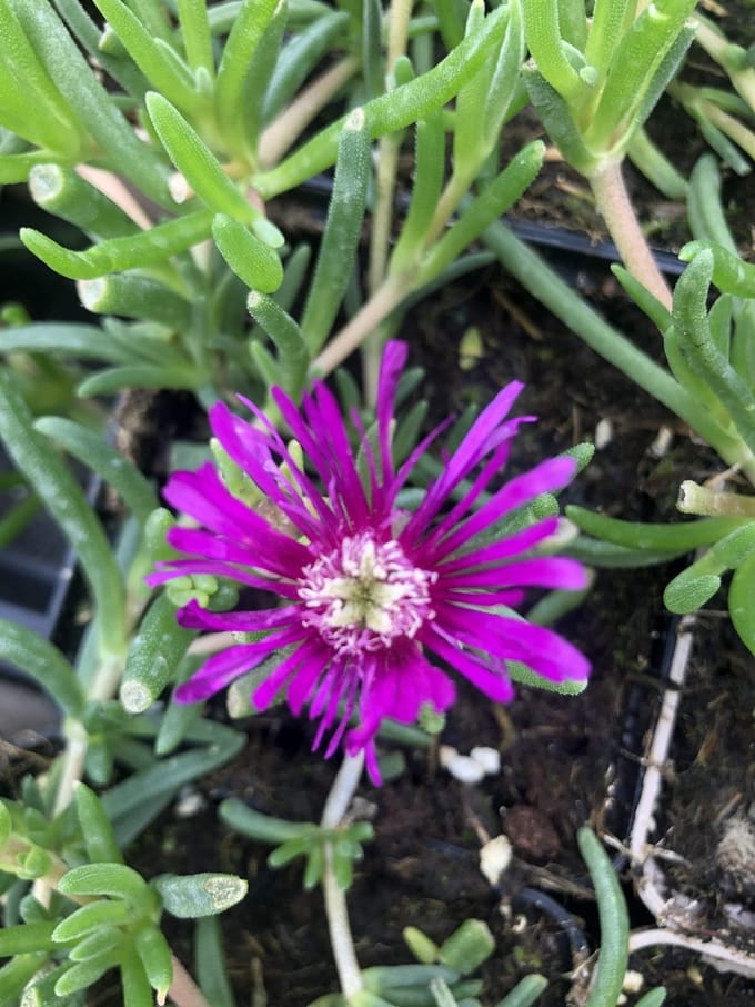 6x Middagbloempje - Delosperma cooperi | 9x9 cm pot