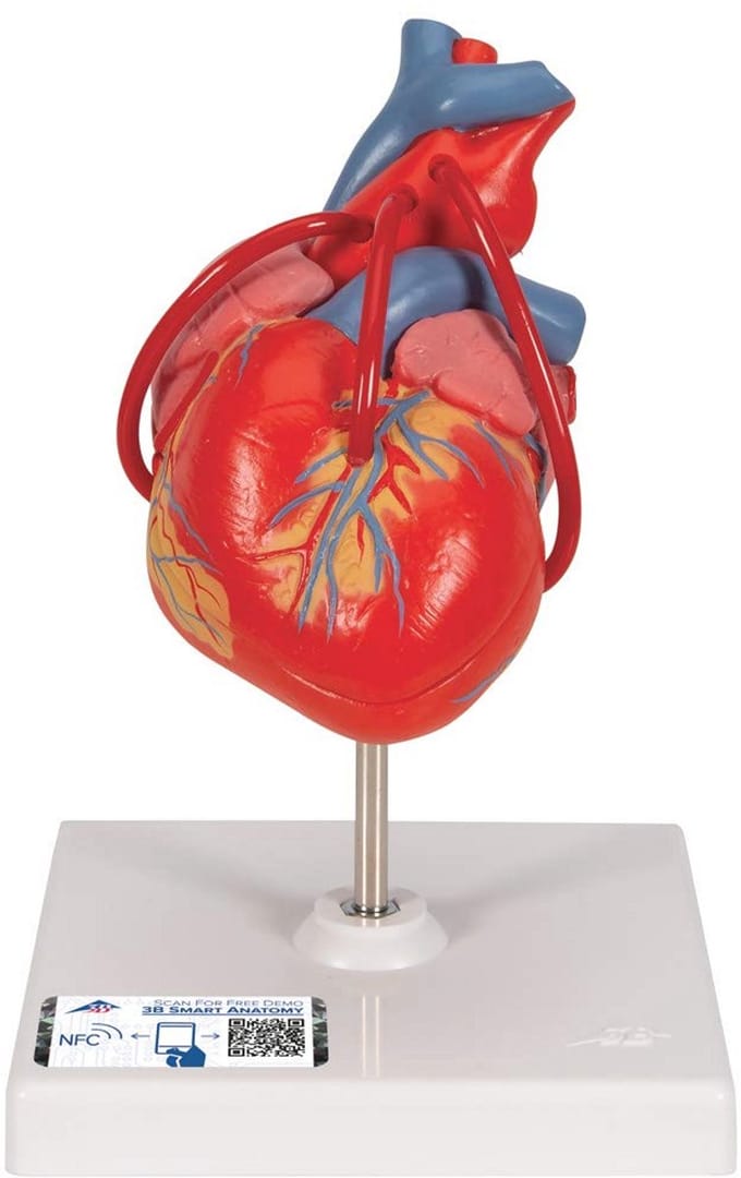 Menselijk anatomiemodel van het hart met bypass, 2-delig en gratis anatomiesoftware