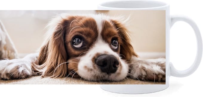 Beker - Cocker Spaniel Liggend