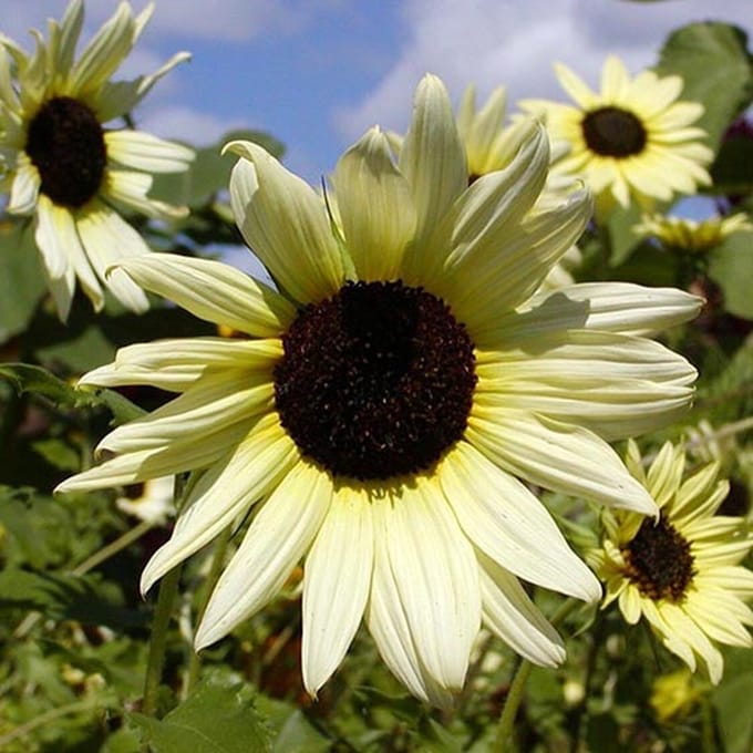 Zonnebloem zaden - Vanilla Ice