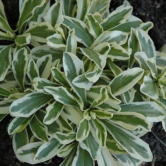 6 x Arabis Ferdinadi-Coburgii 'Variegata' - Rijstebrij pot 9x9 cm