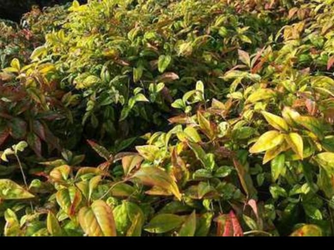 Nandina dom. 'Firepower' - Hemelse Bamboe 25- 30 cm in pot
