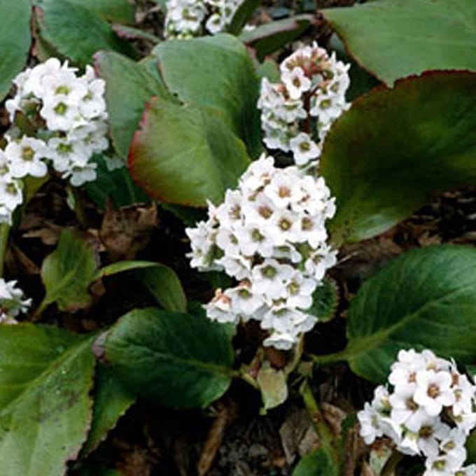 6 x Bergenia 'Bressingham White' - Schoenlappersplant pot 9x9cm