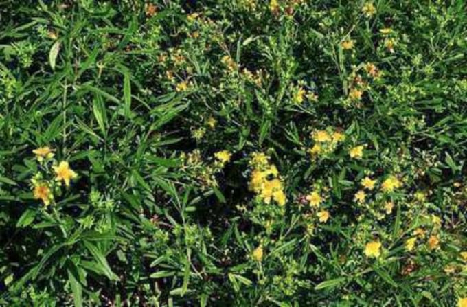 Hypericum dummeri 'Peter dummer' - Herfsthooi, Sint Jankskruid 30 - 40 cm in pot