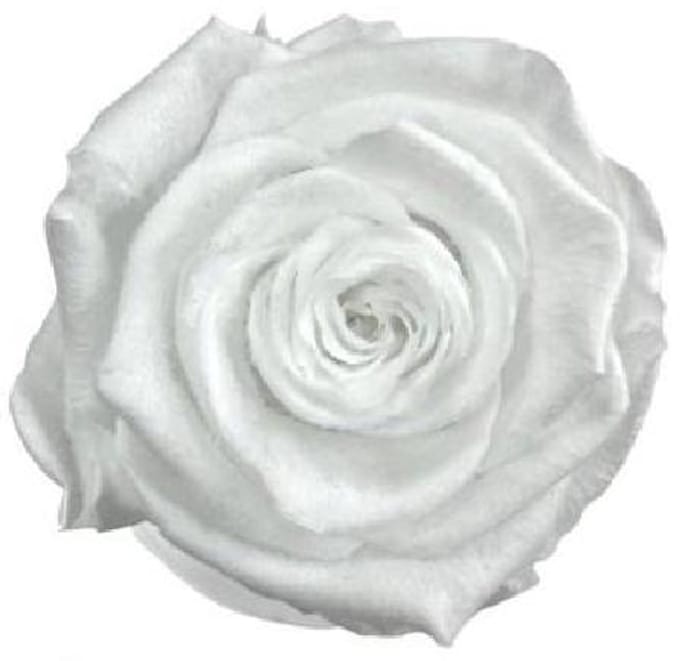 4x Dc pres.rozen teddy white