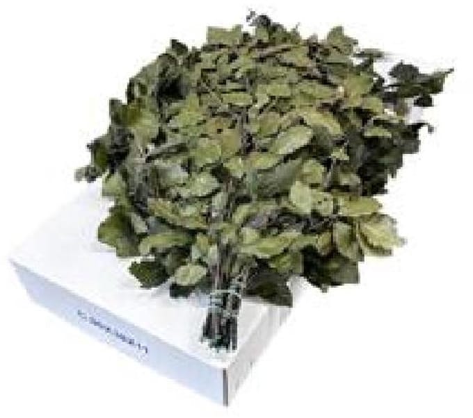 5x Dc fagus groen gestabiliseerd 70cm