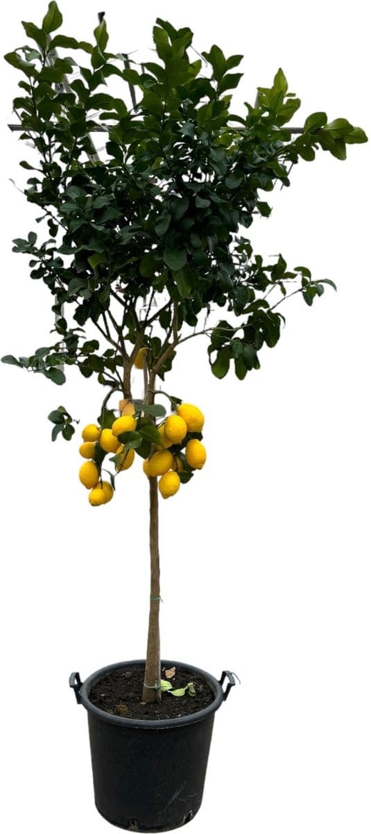 Citrus Lemon - 260 cm - Ø50cm