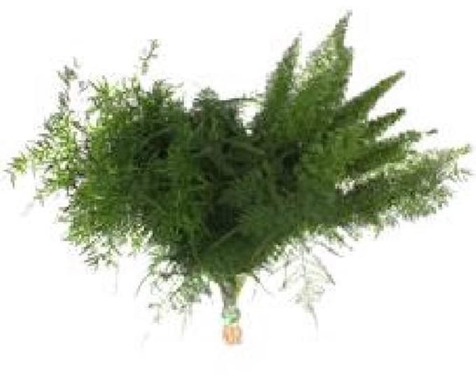 50x Aspar.mix/bos 40cm