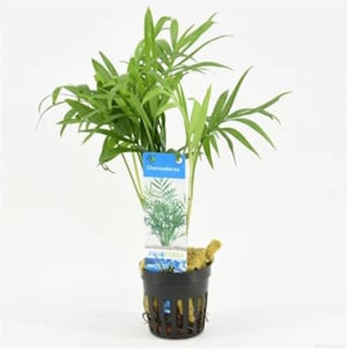 Moerings Chamaedorea | Mexicaanse dwergpalm | in 5 cm pot