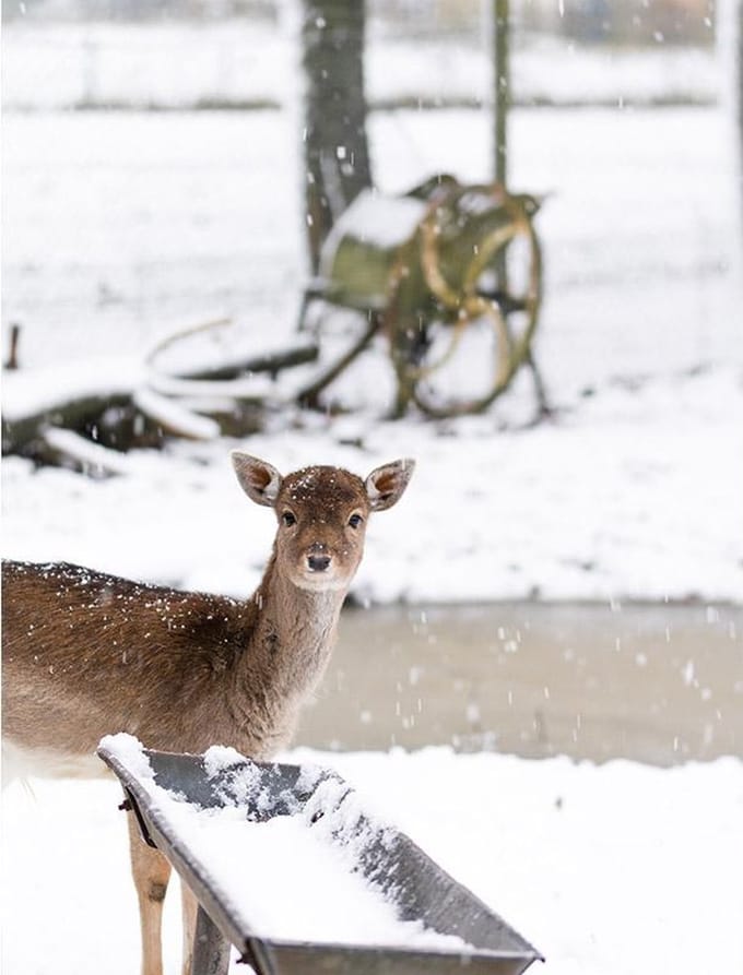 Oh Deer Poster - 30x40cm – WALLLL