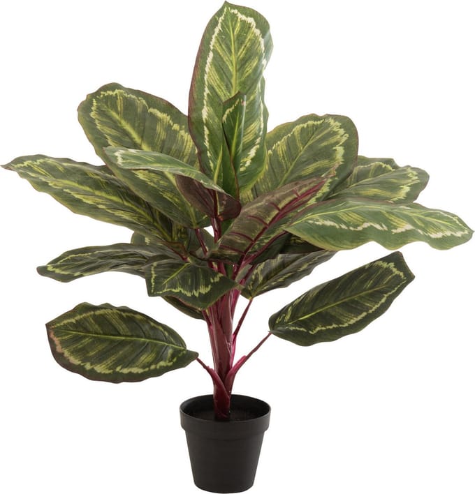 J-Line plant Peacock Plant In Pot - kunststof - groen