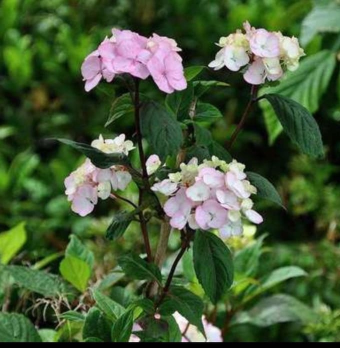 Hydrangea serr. 'Preziosa' - Hortensia 25- 30 cm in pot