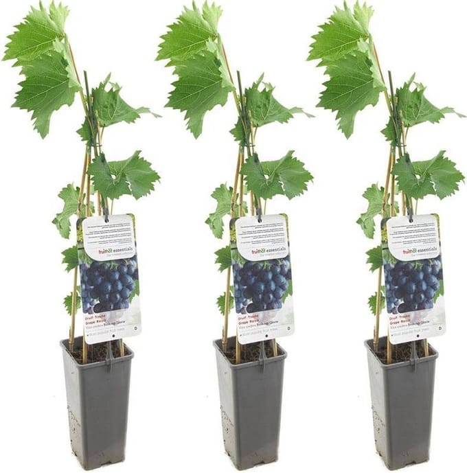 Blauwe druif - Vitis 'Boskoop Glory' - druivenplant - druivenstruik - zelf druiven kweken - 3 stuks