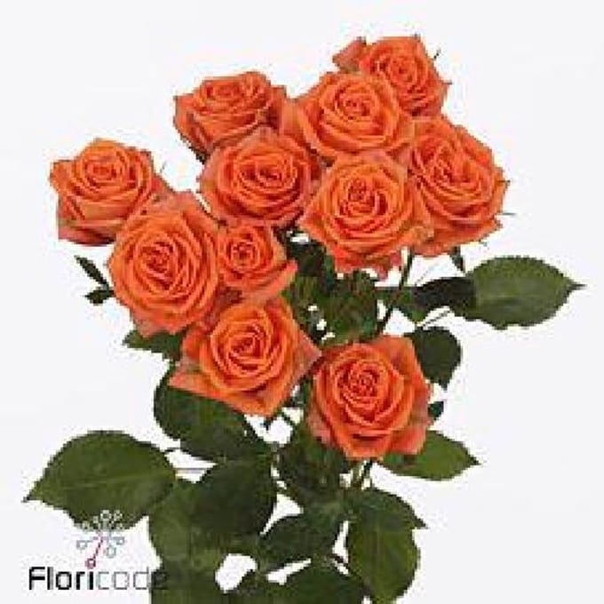 10x Rosa picanto 60cm