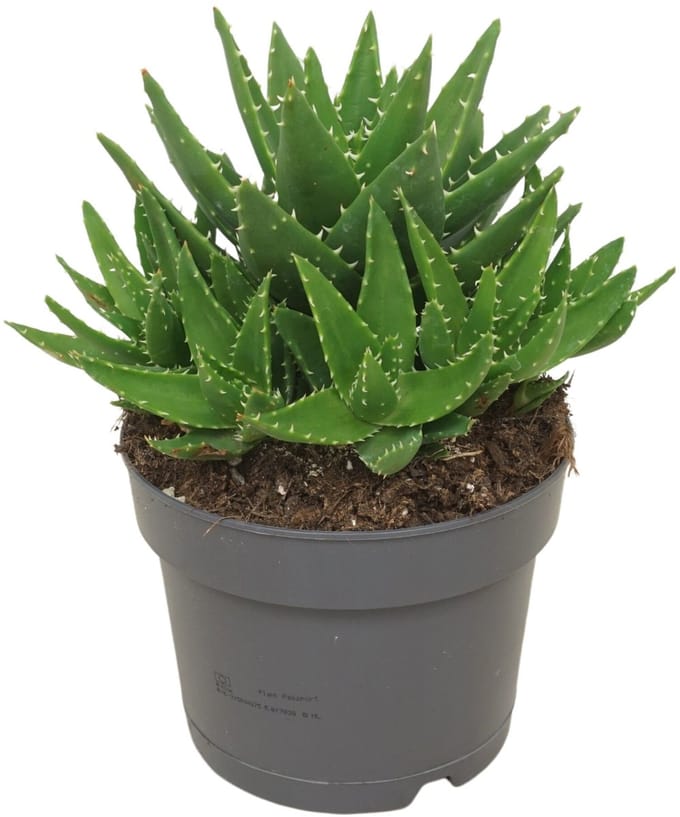JUNAVERA Aloe perfoliata in 5 cm pot â€“ compacte vetplant van 15 cm hoog