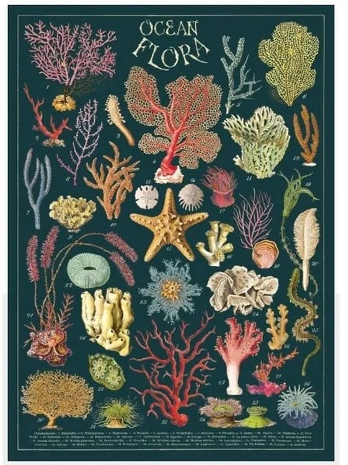 Poster Oceaan Flora - Cavallini & Co - Vintage Schoolplaat Oceaan