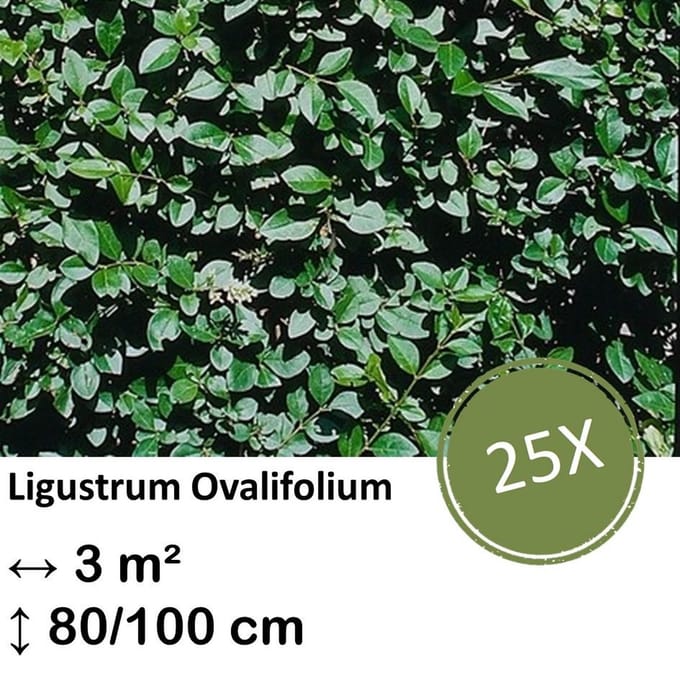 Green Harmony| Ligustrum Ovalifolium - Kale wortel