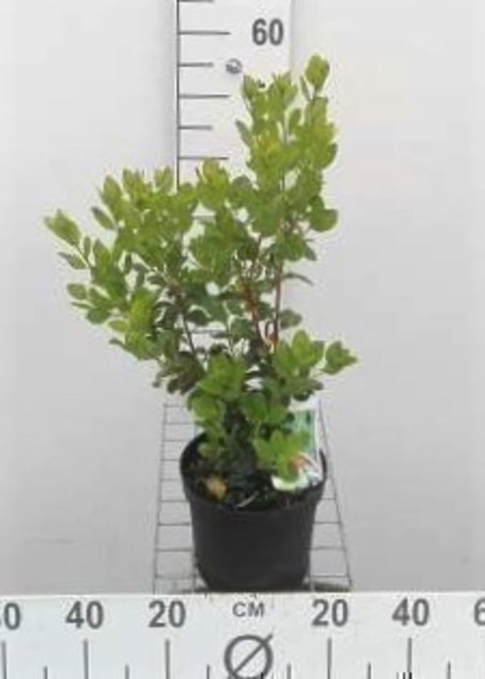 Arbutus unedo - Aardbeiboom 20 - 30 cm in pot