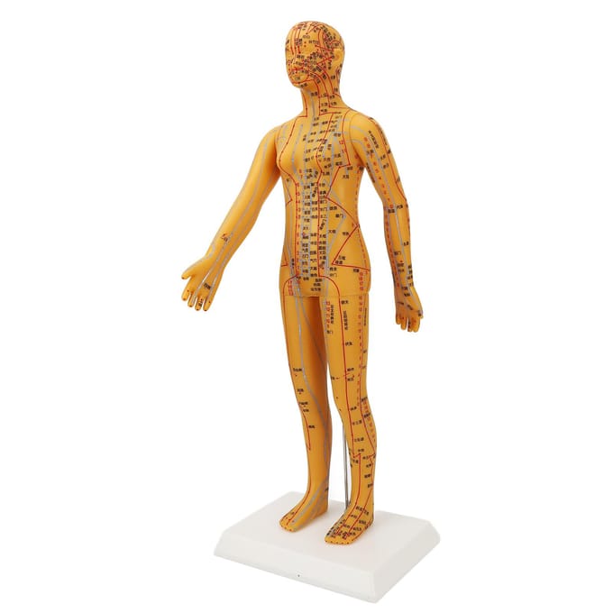 Modèle d'acupuncture féminin 20,9 pouces Haute Définition Clair Modèle d'acupuncture du corps humain chinois pour l'enseignement orange