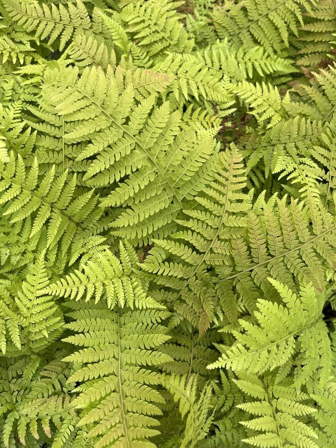 6x Brauns Naaldvaren - Polystichum braunii | 9x9 cm pot