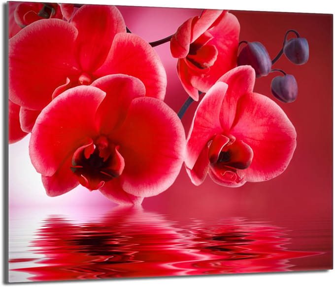 TMK ArtDeko - Snijplank Beschermpaneel - 60x52 cm - Orchidea - Glas