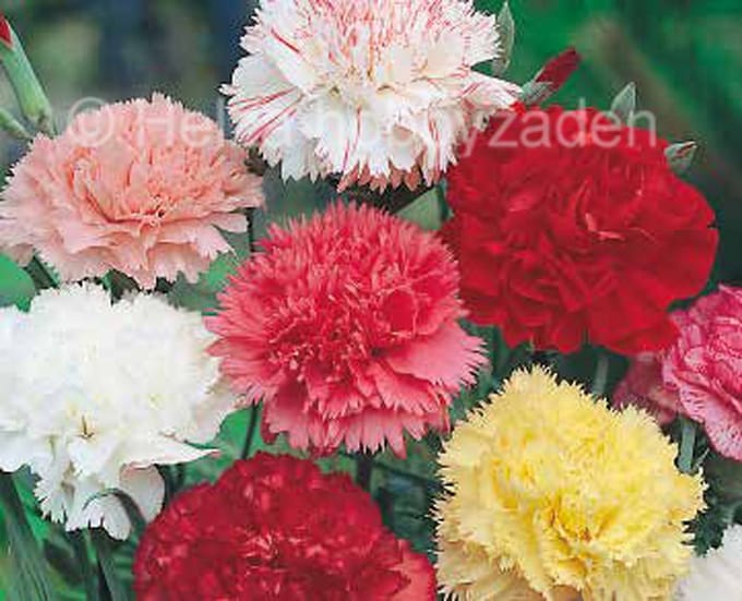 Dianthus Caryophyllus ca 100 zaden