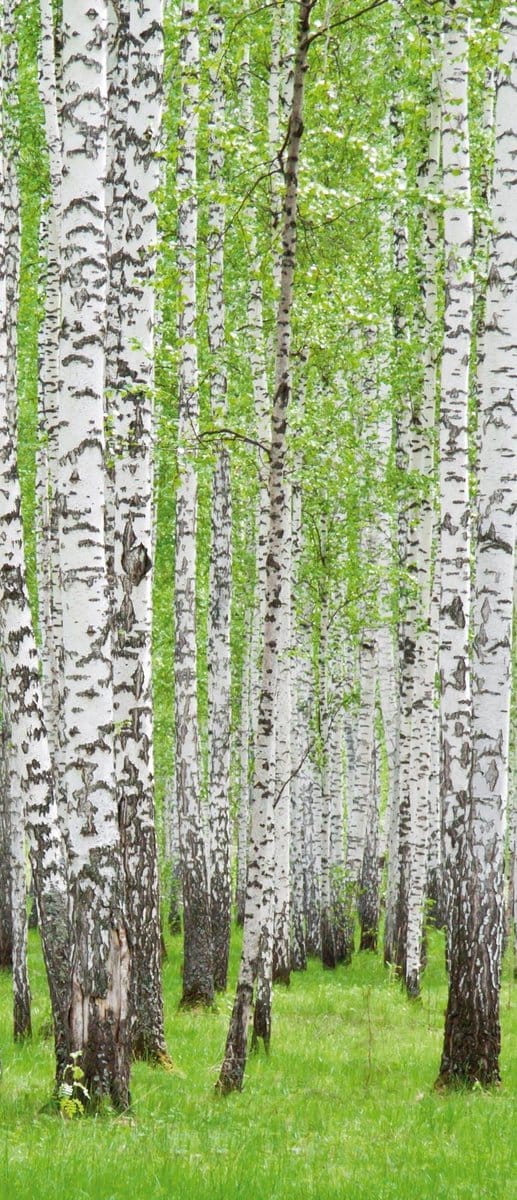 Forest and Woods Photo Wallcovering