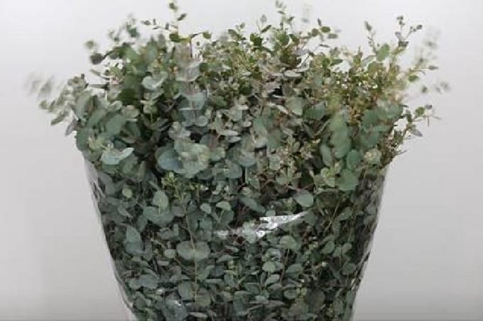 5x Sg eucalyptus gunnii 70cm