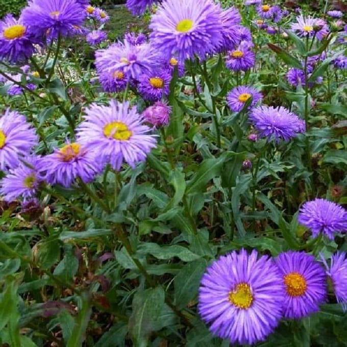 6 x Erigeron 'Azurfee' - Fijnstraal pot 9x9cm