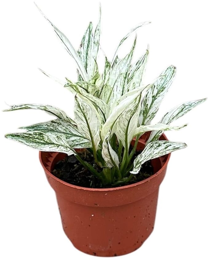 Spathiphyllum Variegata Kamerplant Potmaat Ø10,5 cm |Vers Van De Kweker