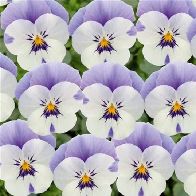 Violen Twix Lilac Face