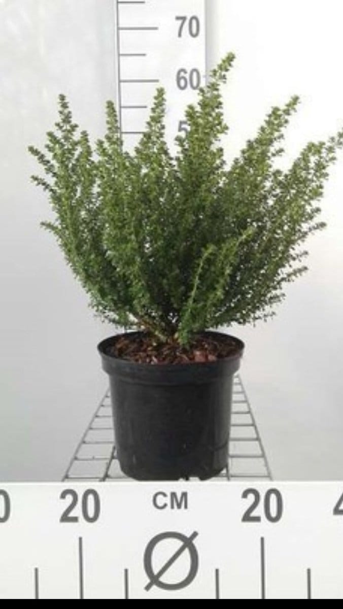 Prostanthera cuneata - Australische Munt , Muntstruik 20- 25 cm in pot