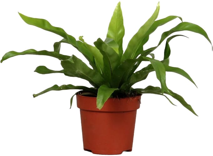 Asplenium 'antiquum' - Hoogte 25cm - Pot 12cm