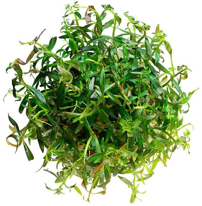 Aquaflora Ludwigia Arcuata | Smalbladige Ludwigia | in 5 cm pot