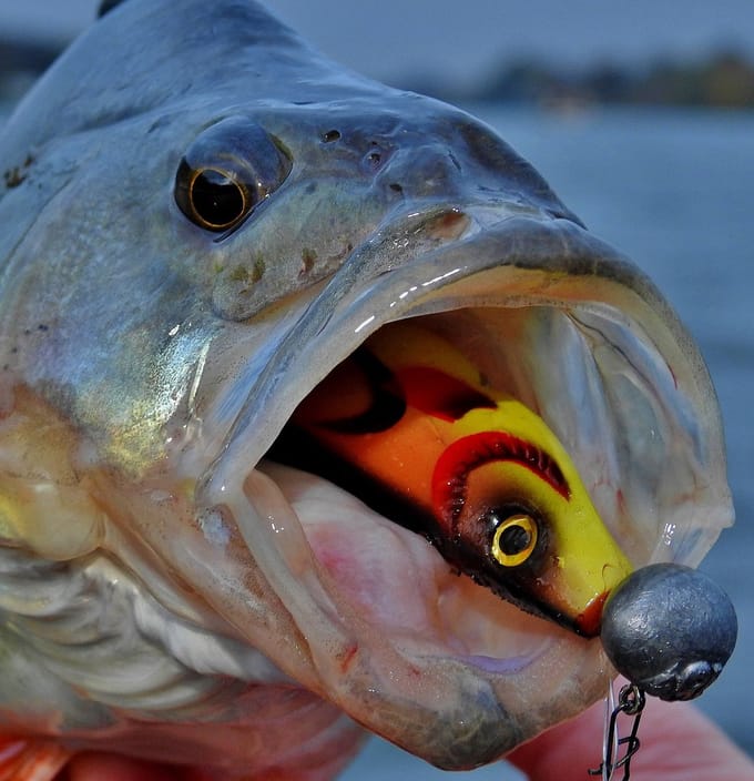 Spro Wob Shad 2.0 Re-Injected 15cm Blue Pearl